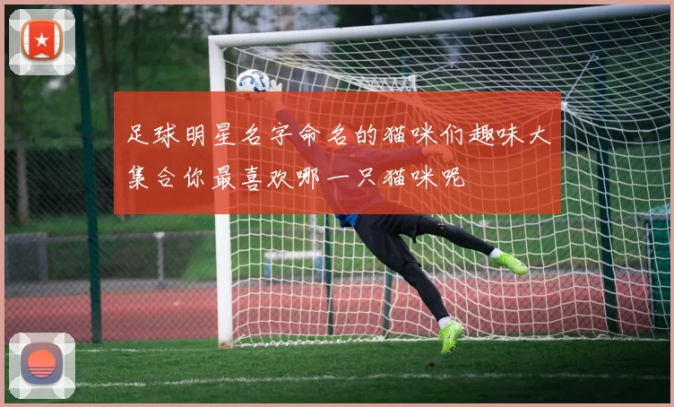 足球明星名字命名的猫咪们趣味大集合你最喜欢哪一只猫咪呢